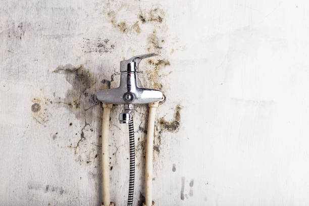 Best Fast Mold Removal  in Montpelier, OH