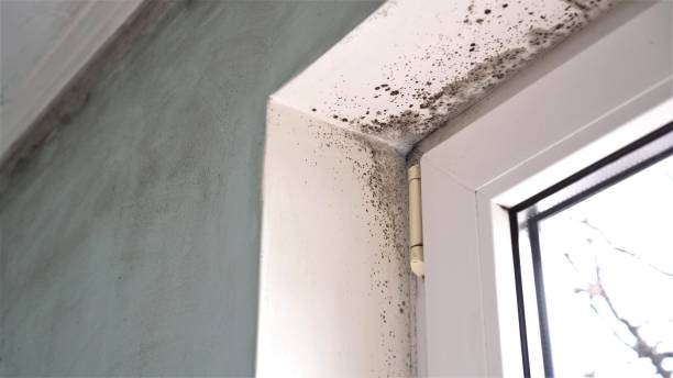 Best Emergency Mold Removal  in Montpelier, OH