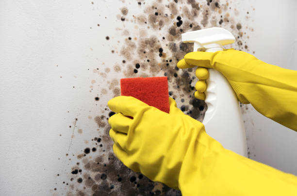 Professional Mold Removal in Montpelier, OH