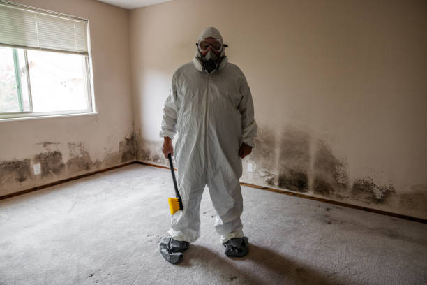 Mold Removal and Inspection in Montpelier, OH