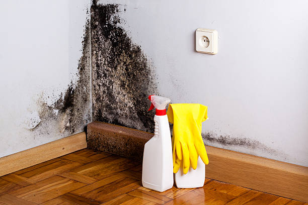 Best Toxic Mold Removal  in Montpelier, OH