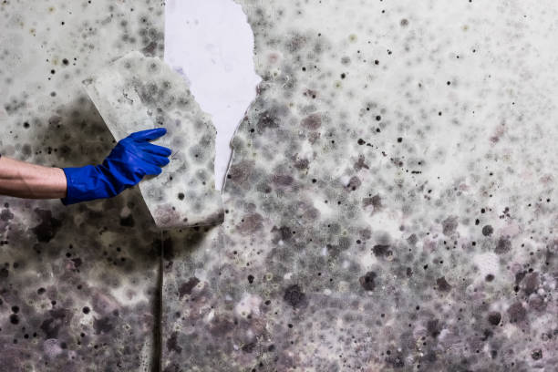 Best Office Mold Removal Services  in Montpelier, OH