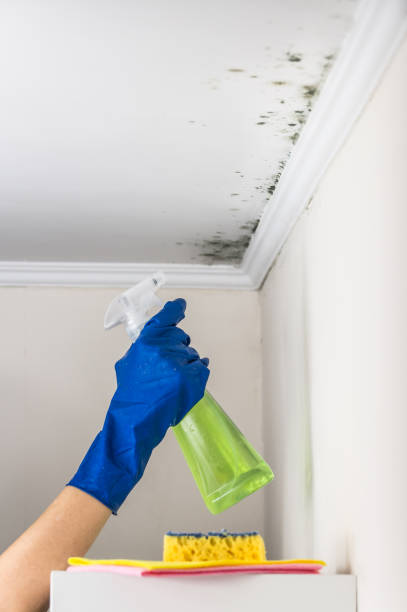 Crawl Space Mold Removal in Montpelier, OH